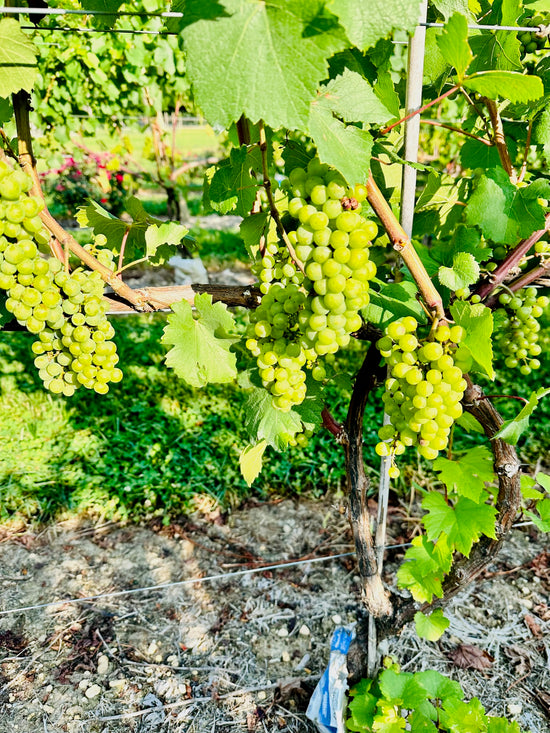 Wine grapes ripening on the vine